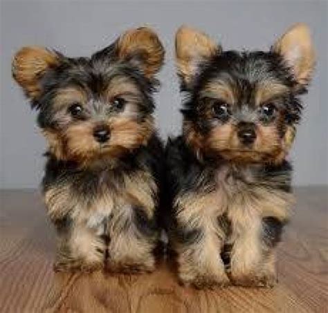 yorkies for sale new orleans|akc yorkshire terrier for sale.